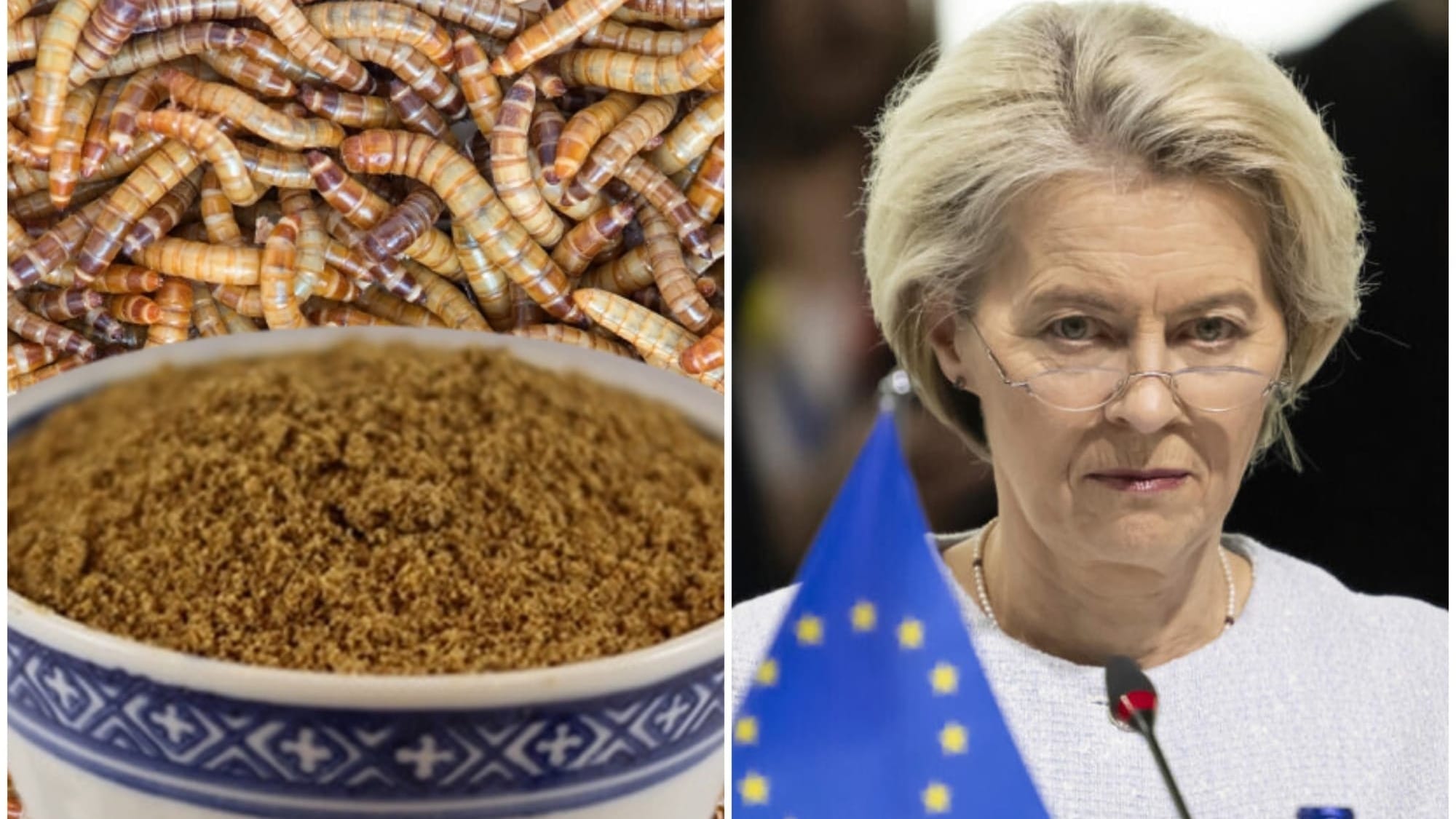 Uniunea Europeană introduce pudra de viermi de făină în alimentele zilnice