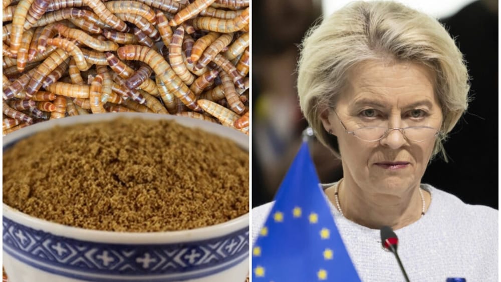 Uniunea Europeană introduce pudra de viermi de făină în alimentele zilnice imagine postare